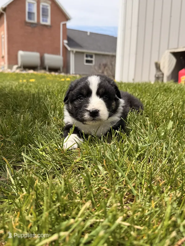 Dark blue  – Australian Shepherd puppy for sale in Minden City, MI