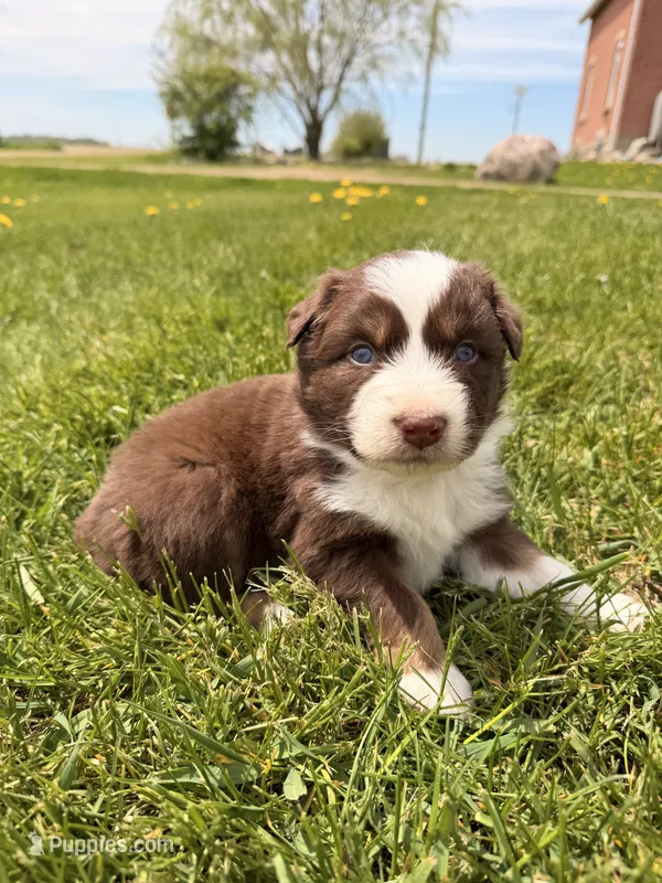 Orange – Australian Shepherd puppy for sale in Minden City, MI