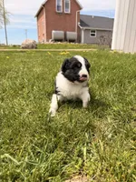 Light pink, a female Australian Shepherd for sale in Minden City, MI – 6 of 6