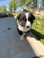 Dark blue , a male Australian Shepherd for sale in Minden City, MI – 4 of 5