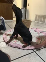 Purple, a female Doberman Pinscher for sale in Fontana, CA – Photo 2 of 2