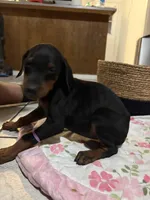 Purple, a female Doberman Pinscher for sale in Fontana, CA – Photo 1 of 2