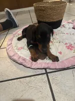 Teal, a female Doberman Pinscher for sale in Fontana, CA – Photo 2 of 3
