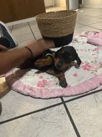 Teal, a female Doberman Pinscher for sale in Fontana, CA – Photo 3 of 3