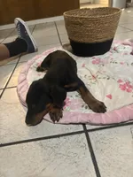 Teal, a female Doberman Pinscher for sale in Fontana, CA – Photo 1 of 3