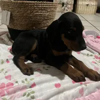 Orange, a male Doberman Pinscher for sale in Fontana, CA – Photo 10 of 10