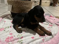 Brown, a male Doberman Pinscher for sale in Fontana, CA – Photo 5 of 7