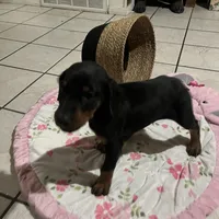 Orange, a male Doberman Pinscher for sale in Fontana, CA – Photo 9 of 10