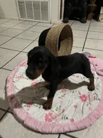 Brown, a male Doberman Pinscher for sale in Fontana, CA – Photo 4 of 7