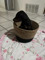 Brown, a male Doberman Pinscher for sale in Fontana, CA – Photo 6 of 7