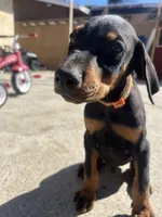 Orange, a male Doberman Pinscher for sale in Fontana, CA – Photo 5 of 10