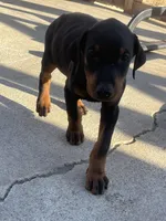 Orange, a male Doberman Pinscher for sale in Fontana, CA – Photo 2 of 10