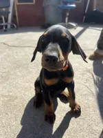 Orange, a male Doberman Pinscher for sale in Fontana, CA – Photo 6 of 10