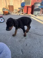 Orange, a male Doberman Pinscher for sale in Fontana, CA – Photo 3 of 10