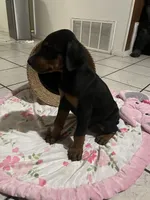 Brown, a male Doberman Pinscher for sale in Fontana, CA – Photo 3 of 7