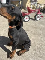 Orange, a male Doberman Pinscher for sale in Fontana, CA – Photo 4 of 10