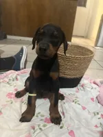 Brown, a male Doberman Pinscher for sale in Fontana, CA – Photo 7 of 7