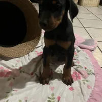 Orange, a male Doberman Pinscher for sale in Fontana, CA – Photo 8 of 10