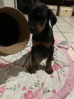 Brown, a male Doberman Pinscher for sale in Fontana, CA – Photo 2 of 7