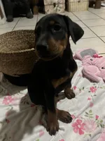 Brown, a male Doberman Pinscher for sale in Fontana, CA – Photo 1 of 7