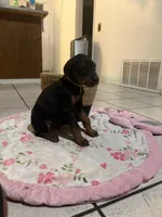 Mr Yellow , a male Doberman Pinscher for sale in Fontana, CA – Photo 1 of 5