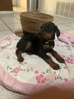 Mr Yellow , a male Doberman Pinscher for sale in Fontana, CA – Photo 4 of 5