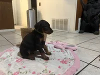 Mr Yellow , a male Doberman Pinscher for sale in Fontana, CA – Photo 2 of 5