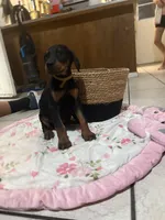 Mr Yellow , a male Doberman Pinscher for sale in Fontana, CA – Photo 5 of 5