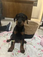 Little Yellow, a male Doberman Pinscher for sale in Fontana, CA – Photo 3 of 5