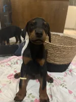 Little Yellow, a male Doberman Pinscher for sale in Fontana, CA – Photo 2 of 5