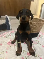 Little Yellow, a male Doberman Pinscher for sale in Fontana, CA – Photo 5 of 5