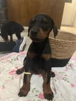 Little Yellow, a male Doberman Pinscher for sale in Fontana, CA – Photo 4 of 5