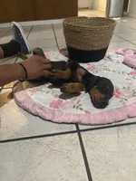 Pink, a female Doberman Pinscher for sale in Fontana, CA – Photo 3 of 4