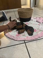 Pink, a female Doberman Pinscher for sale in Fontana, CA – Photo 4 of 4