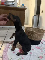 Pink, a female Doberman Pinscher for sale in Fontana, CA – Photo 2 of 4