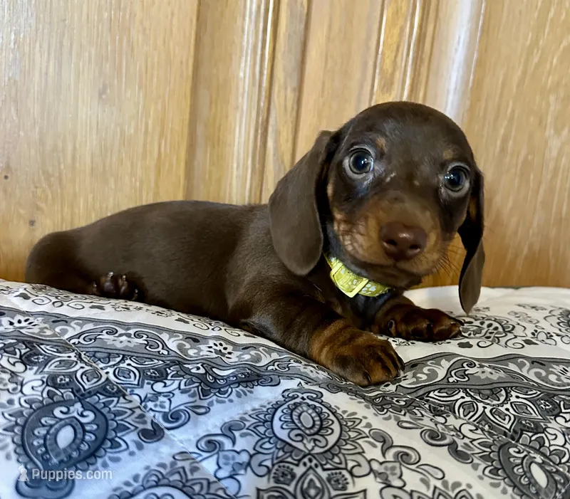 Maisy, a female Miniature Dachshund for sale in Carrollton, IL – Photo 1 of 3