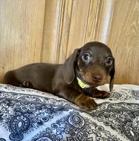 Maisy, a female Miniature Dachshund for sale in Carrollton, IL – Photo 3 of 3