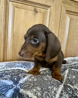 Stetson , a male Miniature Dachshund for sale in Carrollton, IL – Photo 3 of 3