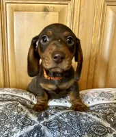 Stetson , a male Miniature Dachshund for sale in Carrollton, IL – Photo 2 of 3