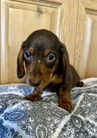 Stetson , a male Miniature Dachshund for sale in Carrollton, IL – Photo 1 of 3