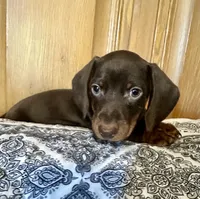 Oliver, a male Miniature Dachshund for sale in Carrollton, IL – Photo 2 of 4