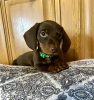 Oliver, a male Miniature Dachshund for sale in Carrollton, IL – Photo 4 of 4