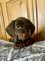 Oliver, a male Miniature Dachshund for sale in Carrollton, IL – Photo 1 of 4
