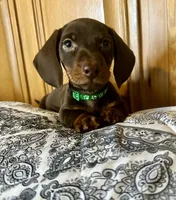 Oliver, a male Miniature Dachshund for sale in Carrollton, IL – Photo 3 of 4