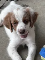 Light blue, a male Brittany for sale in Sikeston, MO – 5 of 5
