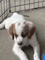 Light blue, a male Brittany for sale in Sikeston, MO – 3 of 5