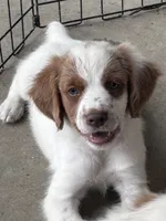 Light blue, a male Brittany for sale in Sikeston, MO – 4 of 5