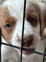 Light blue, a male Brittany for sale in Sikeston, MO – 2 of 5