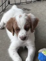 Light blue, a male Brittany for sale in Sikeston, MO – 1 of 5