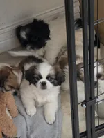 Mini, a female Shih Tzu for sale in Phoenix, AZ – 2 of 2